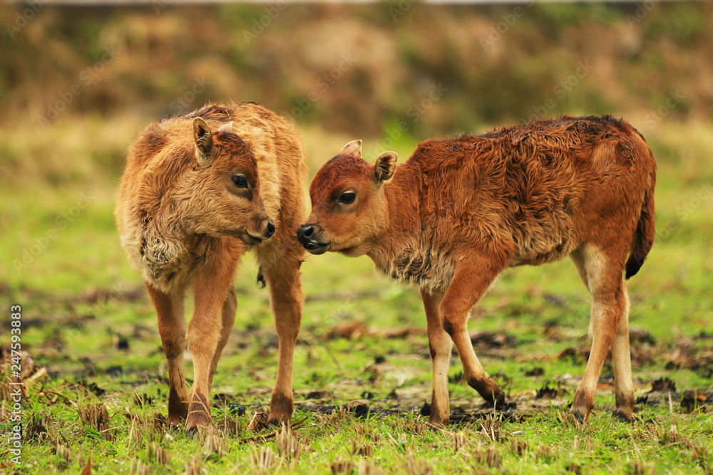 Fototapeta premium two calves in a field playing close together