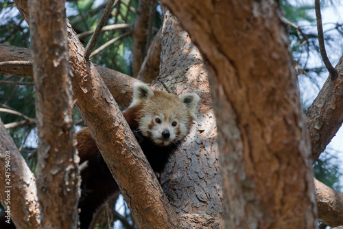 Panda rojo subido a un árbol