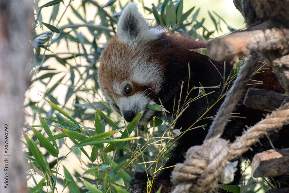 Fototapeta premium Panda rojo subido a un árbol