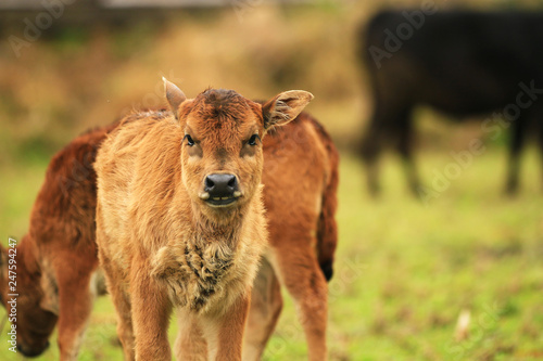 A calfA calf looking at camera grazing in a field