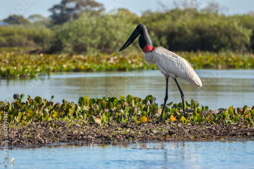 Jabiru stork