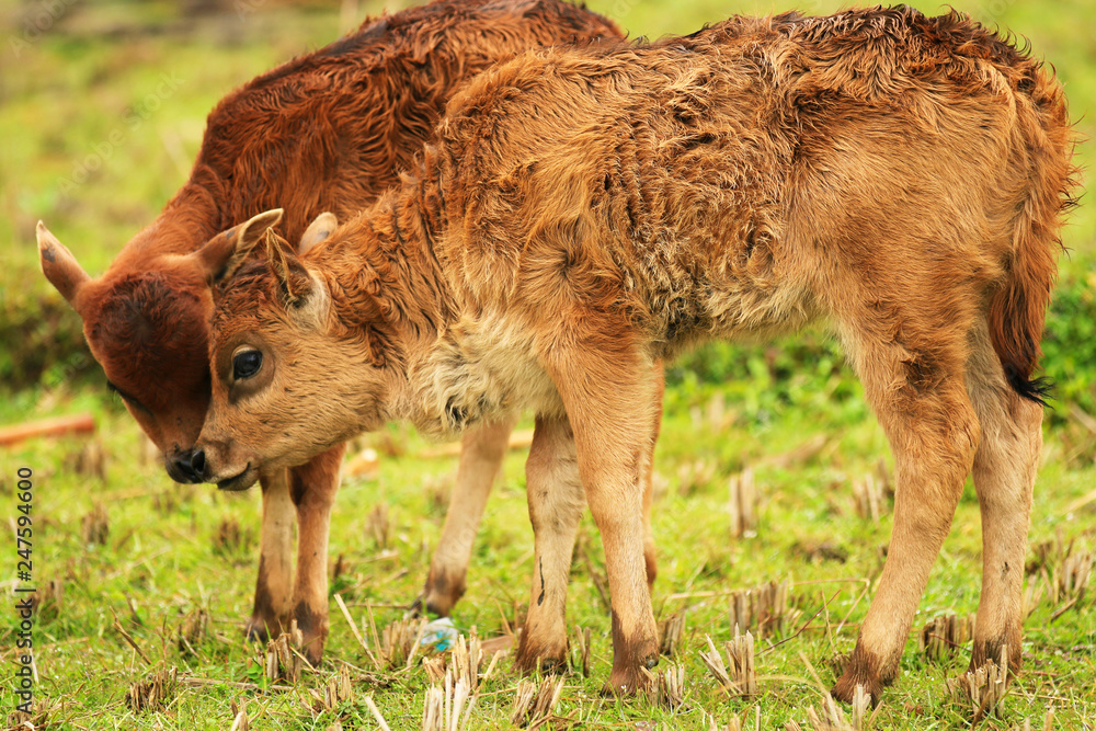 two calves in a field playing close together two calves in a field playing close together