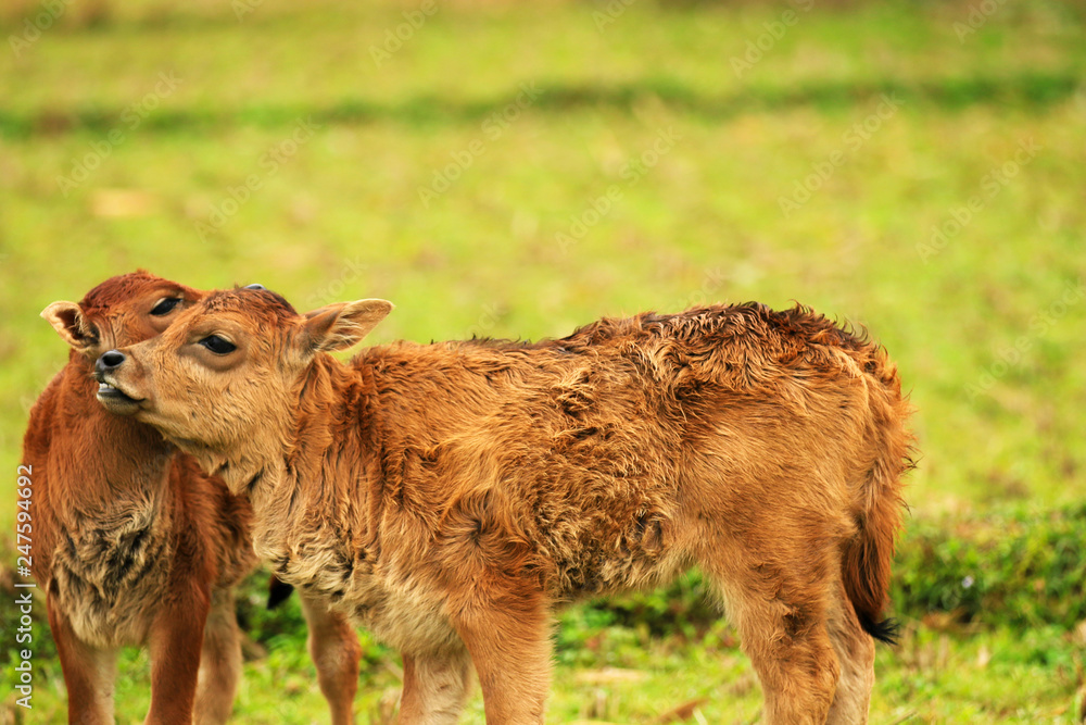 two calves in a field playing close together two calves in a field playing close together