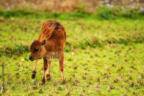 A calf grazing in a field © 尹戬