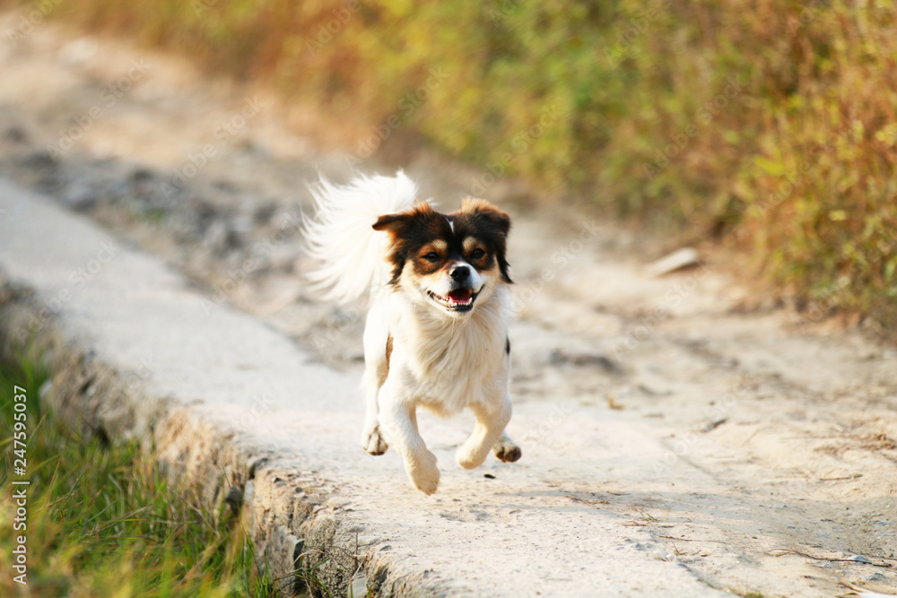 The pet dog is running on the path