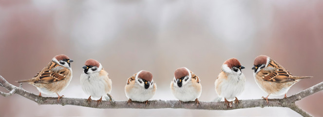 Ingelijste posters Wilde dieren Vrolijke vogeltjes op tak in lente  © nataba