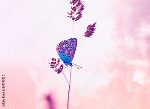  blue butterfly sits on a summer gentle Sunny meadow in pastel colors and warm light © nataba