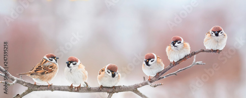 Photo beautiful little birds are sitting next to each other on a branch in a Sunny spr