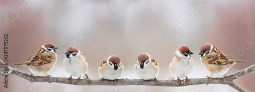 funny little birds sit on a branch in a spring Sunny Park and chirp © nataba