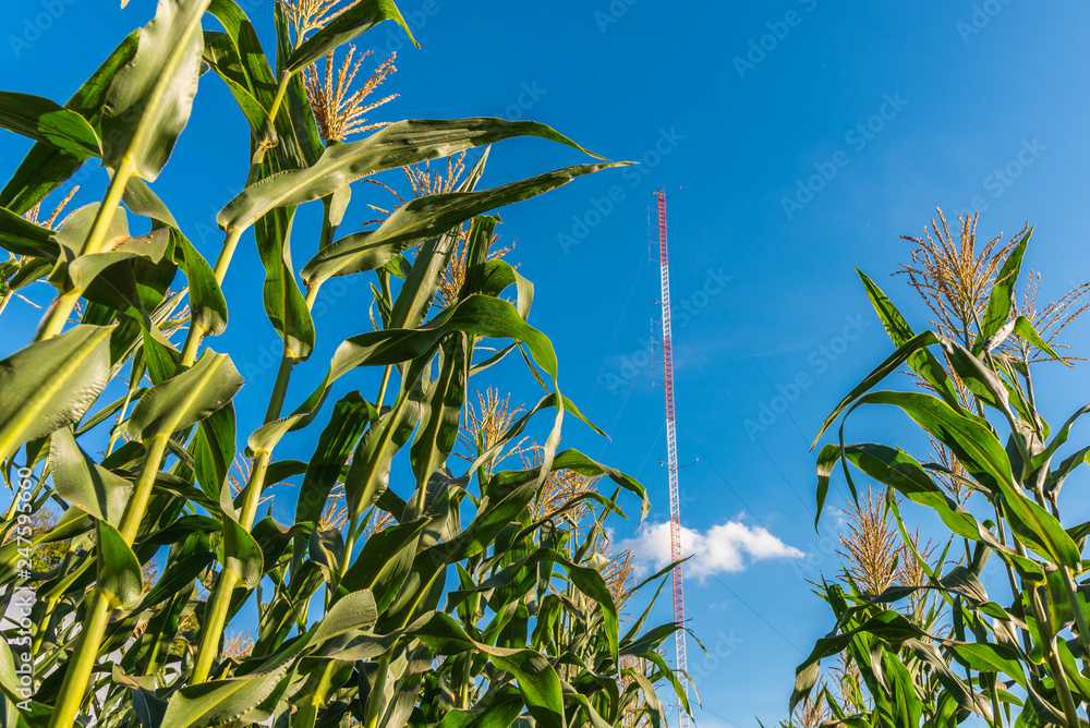 Corn trees in organic corn field with communication radio tower in clear blue sky. Corn trees in organic corn field with communication radio tower in clear blue sky.