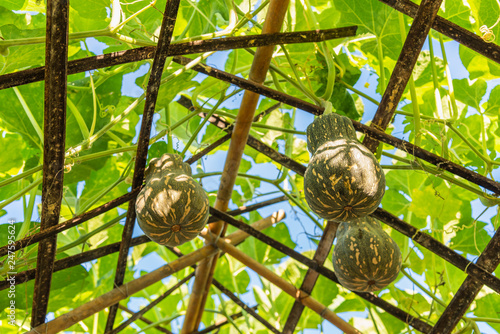 Fresh and organic bottle gourds hanging on the rig in gourd farm plantation. photo