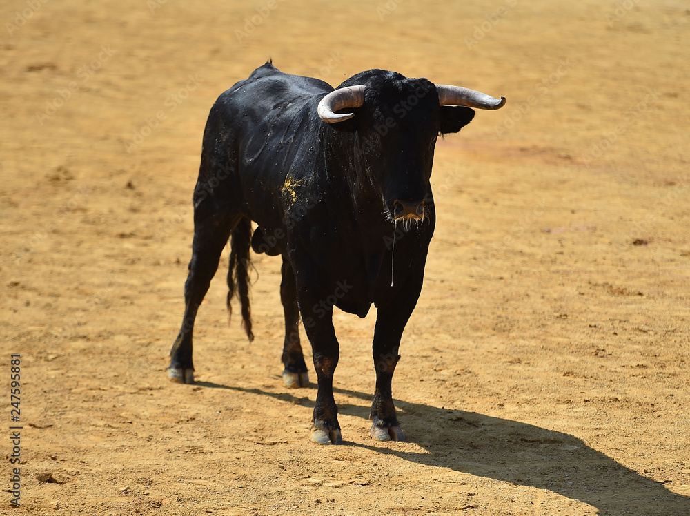 bull in spain