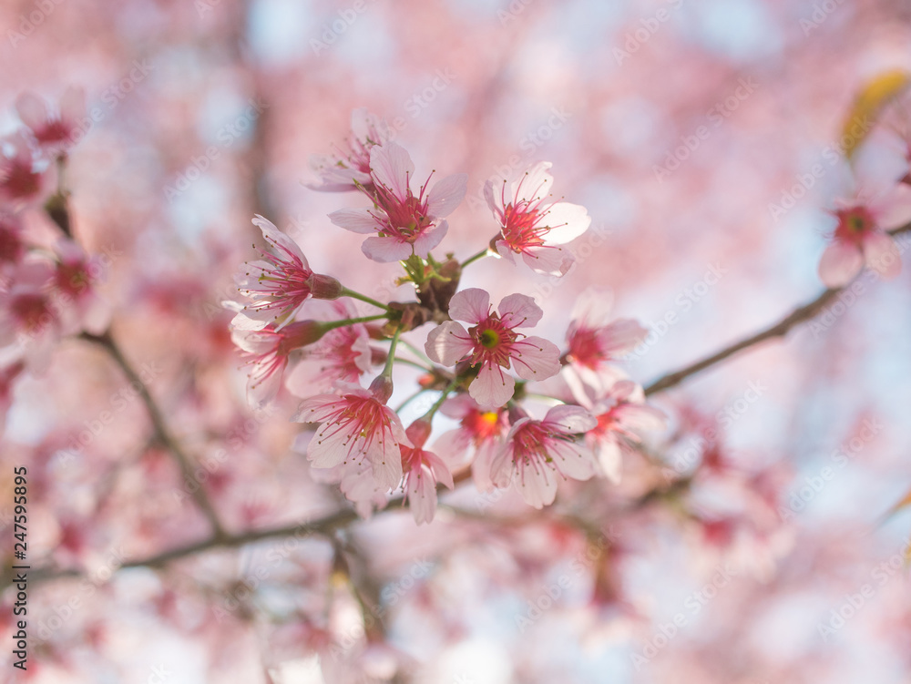 Sakura cherry blossom flowers on branch with pink blurry background. Sakura cherry blossom flowers on branch with pink blurry background.