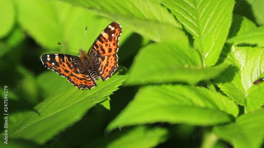 beautiful butterfly sits on succulent green leaves beautiful butterfly sits on succulent green leaves