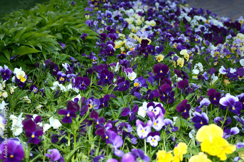 pansy  flower  pansies  garden  spring  purple  flowers  nature  beauty  viola  summer  white  blue  bloom  pattern  yellow  violet  floral  plant 
