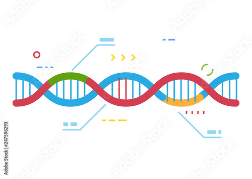 DNA molecule with regions with different colors. Crisp Cas 9 gene repairing technology. Genetic repair and infographic. Examination of human dna. Line style vector. 