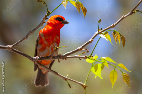 Bright Red Fody (Foudia madagascariensis) on a tree branch on natural blurred background, Mauritius island. Selective focus.
