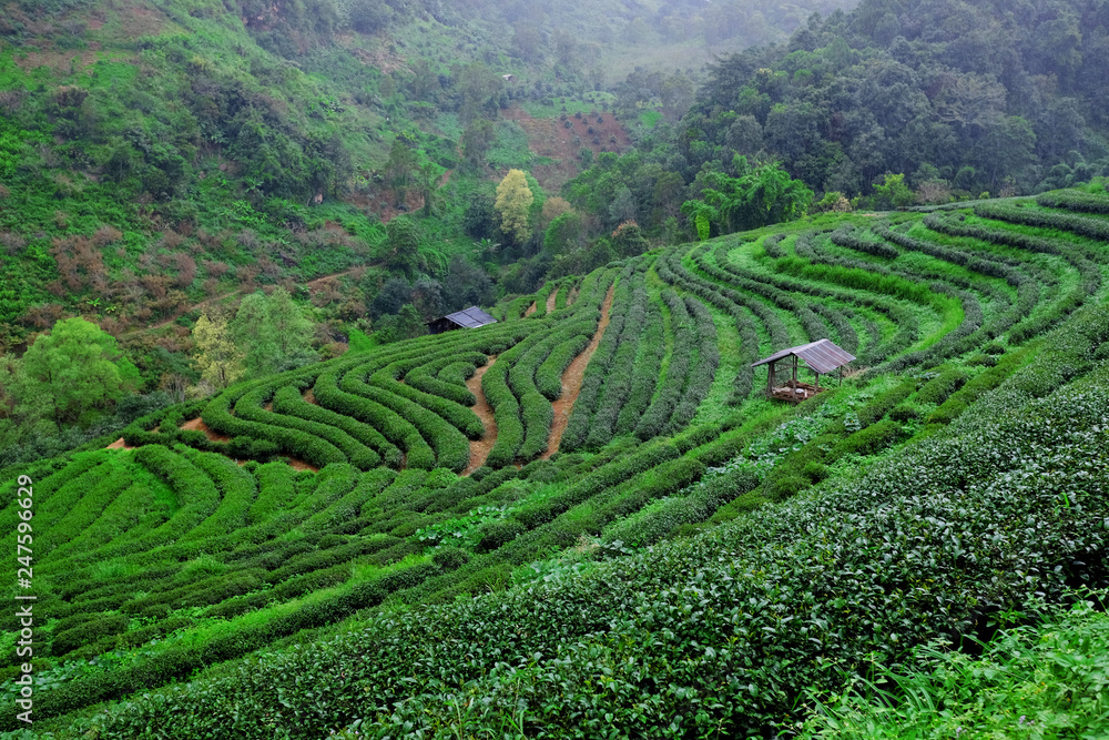 Tea plantations after rain in Chiang Mai, Thailand.