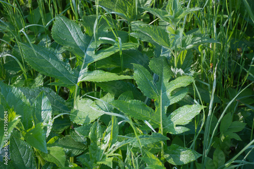 grass plant greens