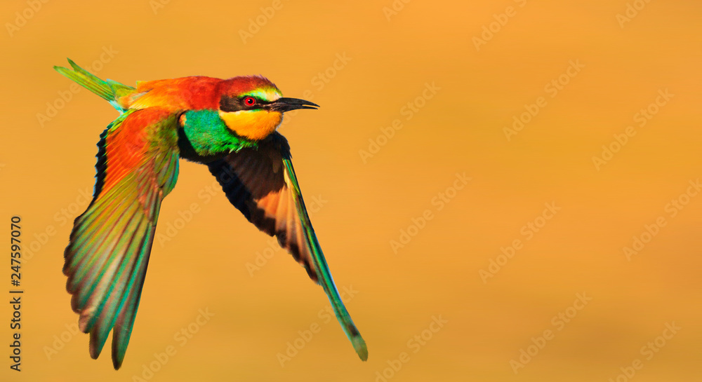 Fototapeta premium bird of paradise in flight on a yellow background
