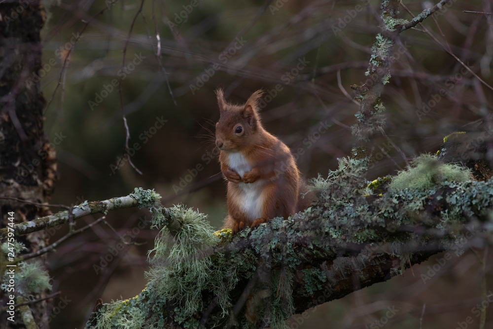 Fototapeta premium red squirrel, Sciurus vulgaris, close up while moving and eating nuts on a birch branch with lichen in Scotland during winter.