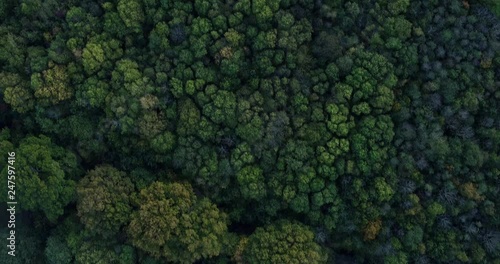 Top down aerial view of Dense autumnal woodland which reveals a clearing. Shot at Dering woods, Kent, UK photo