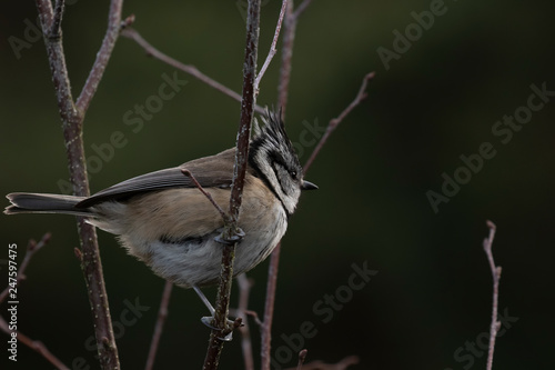 Crested tit, Lophophanes cristatus, perched on branches and twigs of bushes and pine trees within an ancient pine forest in Scotland during winter.