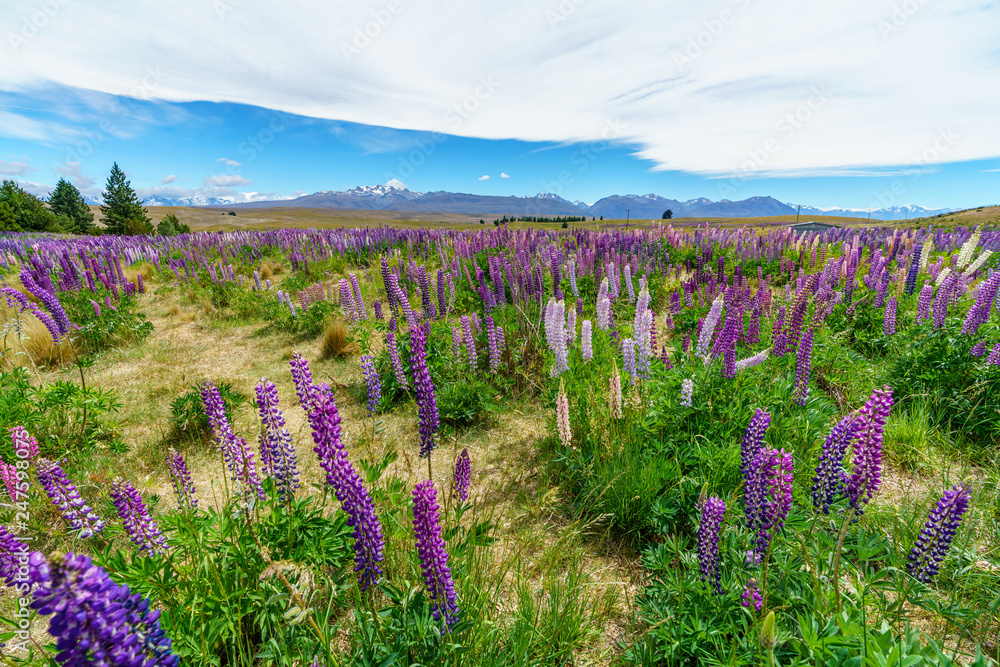 Obraz premium lupins in the mountains, canterbury, new zealand 2