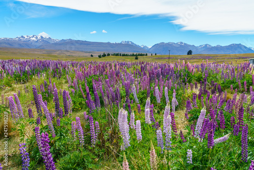lupins in the mountains, canterbury, new zealand 3