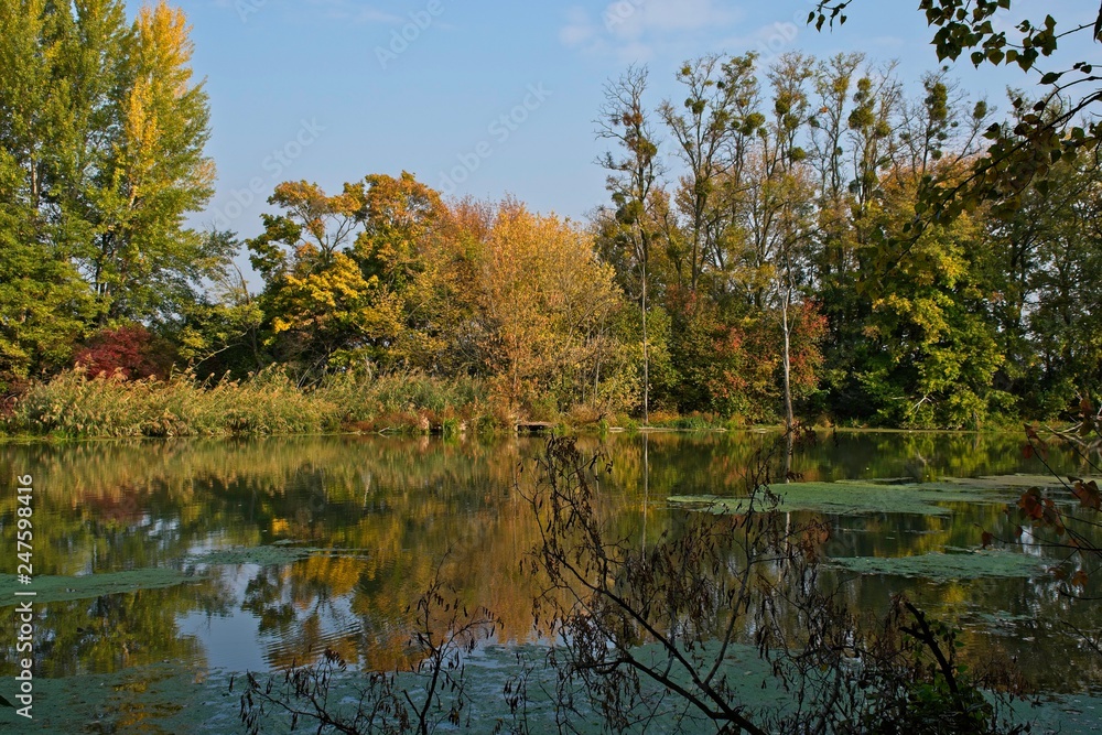 Water arm in Danubian wetland, Malinovo, Slovakia, Europe