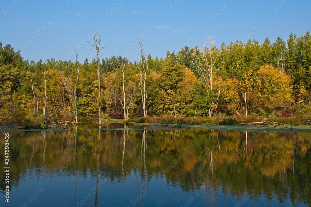 Fototapeta premium Water arm in Danubian wetland, Malinovo, Slovakia, Europe