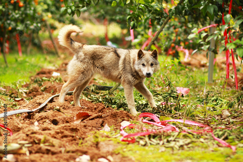 Fototapeta premium The dog staring at the camera in the garden
