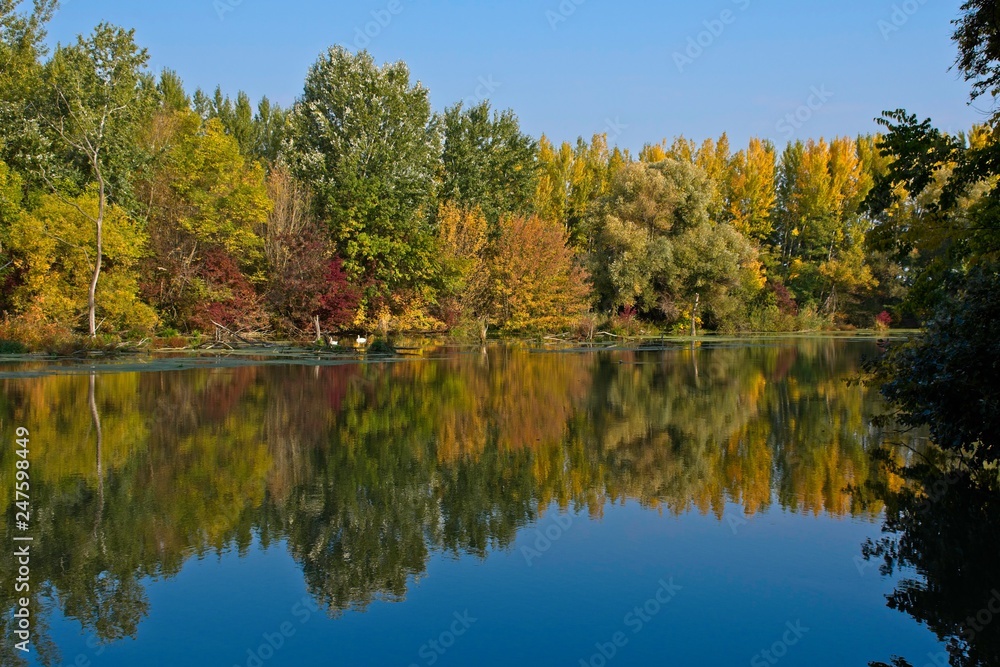 Water arm in Danubian wetland, Malinovo, Slovakia, Europe