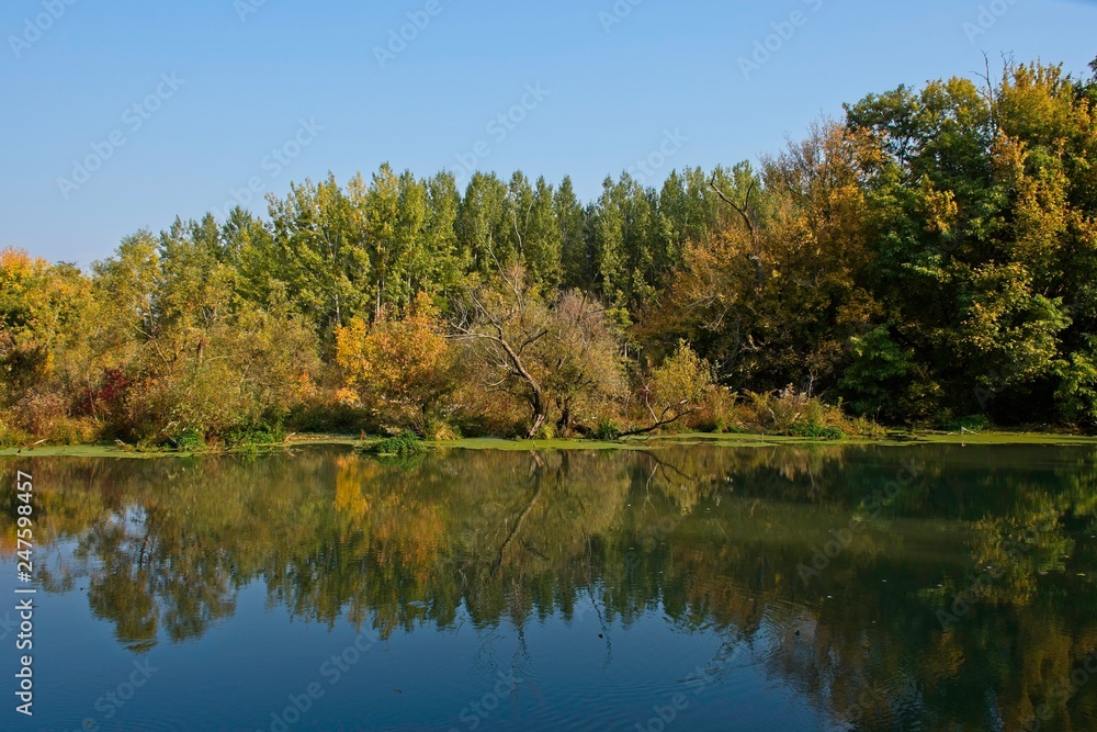 Water arm in Danubian wetland, Malinovo, Slovakia, Europe