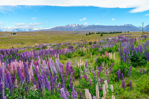 lupins in the mountains, canterbury, new zealand 7 © Christian B.