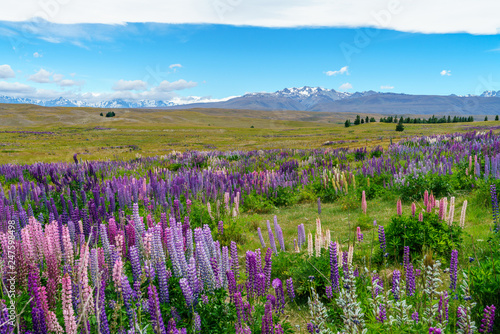 lupins in the mountains, canterbury, new zealand 8