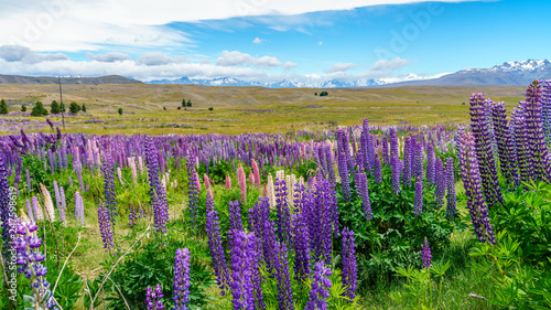 lupins in the mountains, canterbury, new zealand 10