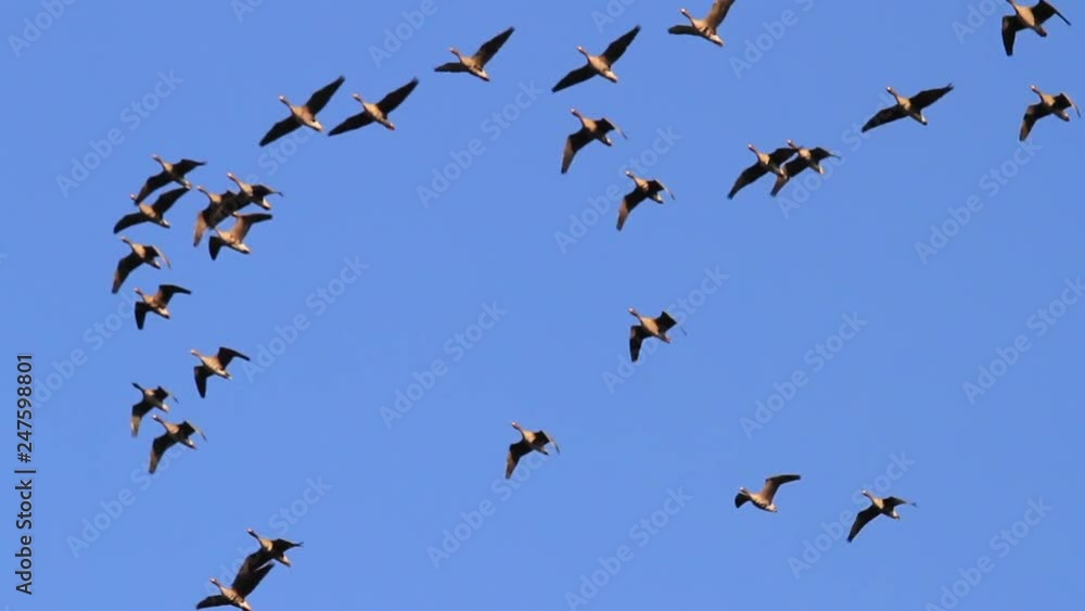 flock of geese fly in the blue sky flock of geese fly in the blue sky