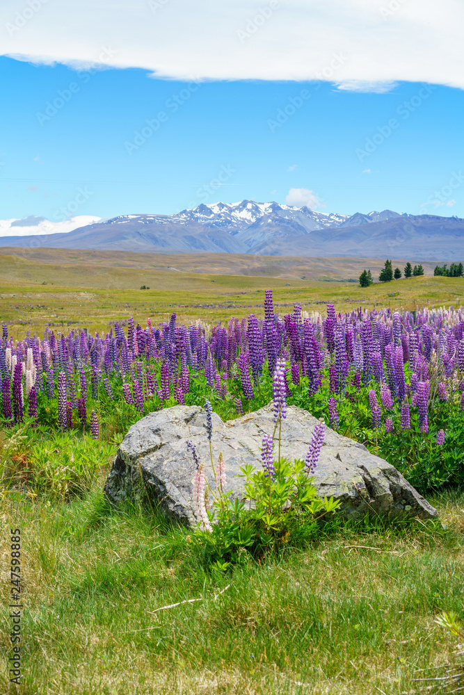 Fototapeta premium lupins in the mountains, canterbury, new zealand 14
