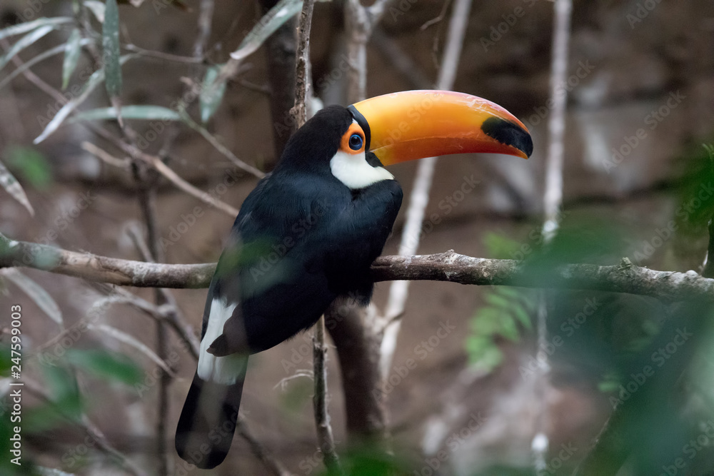 Obraz premium Toco Tucan