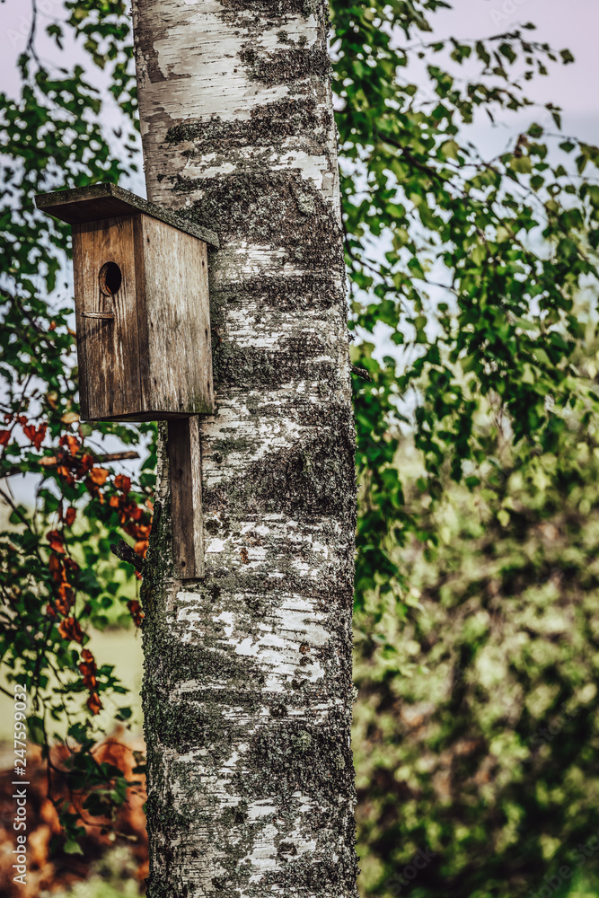 A Closeup of the Birdhouse on a Birch Tree on Early Sunny Spring Day - Concept of Natural and Environment Friendly Lifestyle A Closeup of the Birdhouse on a Birch Tree on Early Sunny Spring Day - Concept of Natural and Environment Friendly Lifestyle