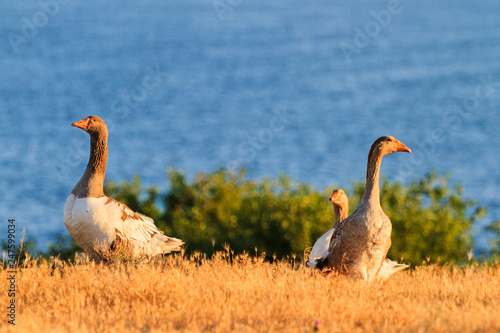 geese by the river at sunset
