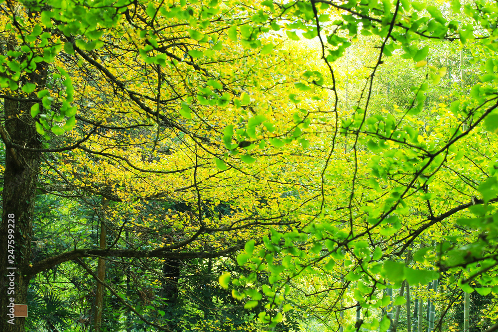 Ginkgo biloba trees turning yellow in autumn Ginkgo biloba trees turning yellow in autumn