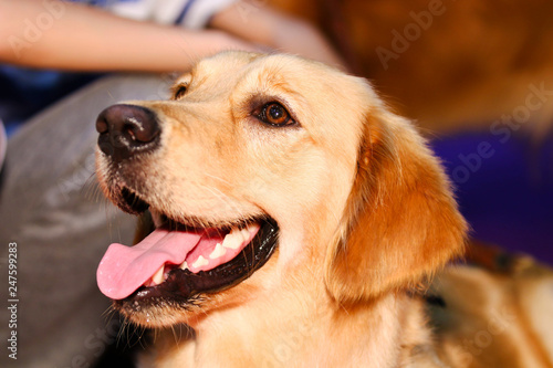 Close-up of a golden retriever staring at its owner