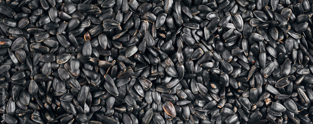 Fried Sunflower Seeds. Background. Texture. Panorama. Fried Sunflower Seeds. Background. Texture. Panorama.