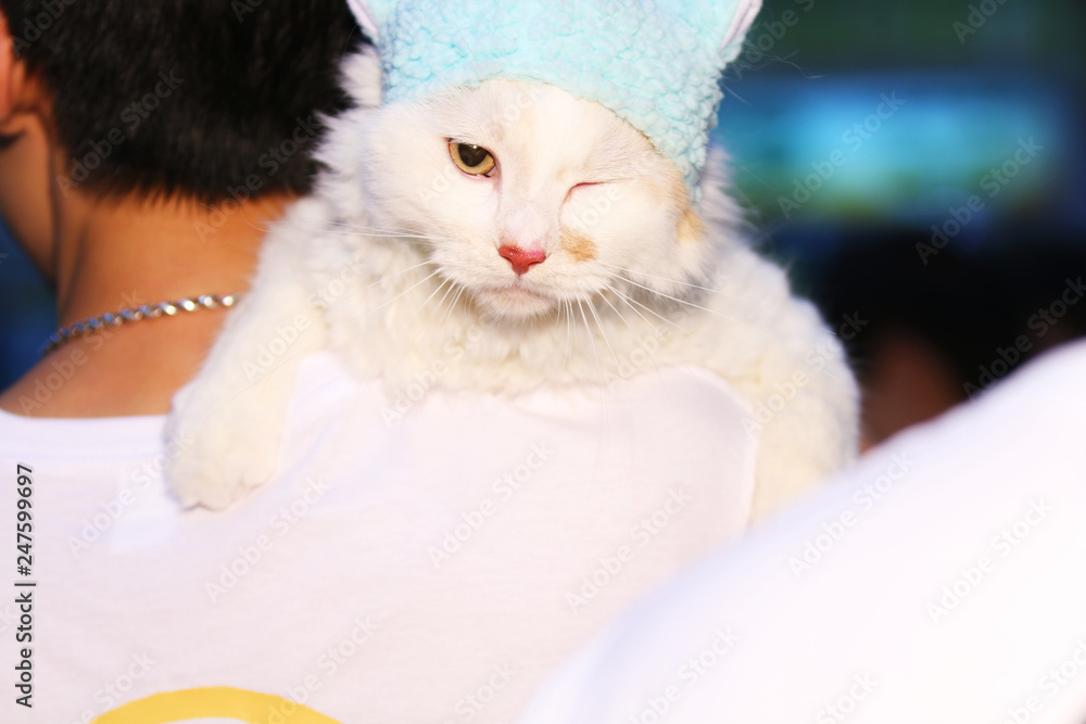 Cute little cat staring at the camera on the shouder Cute little cat staring at the camera on the shouder