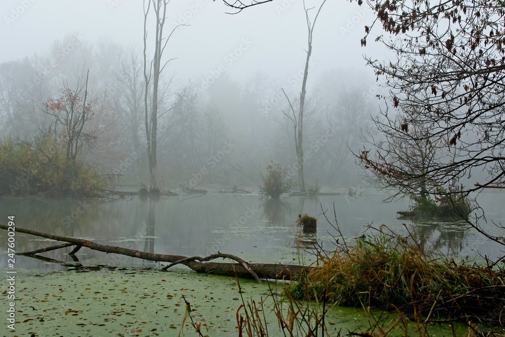 Φωτογραφία Amazing landscape of Danubian floodplain in fog weather, Malinovo, Slovakia, Eur