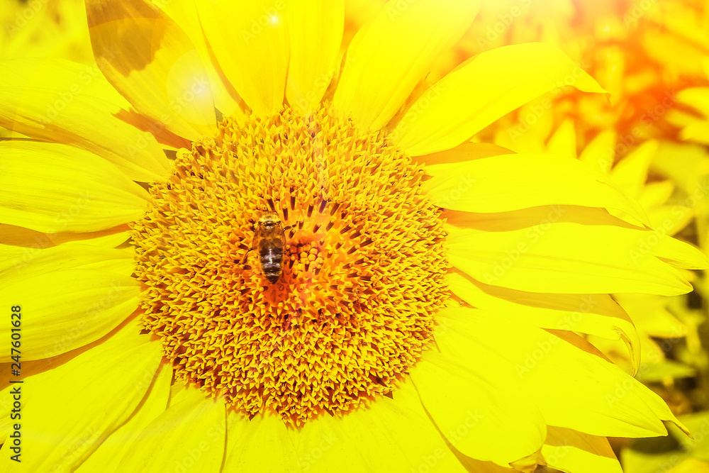 Obraz premium a field of blooming sunflowers against a colorful sky