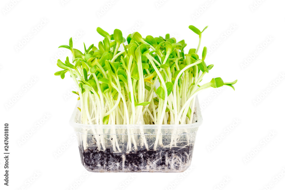 Sunflower seeding in a small plastic box