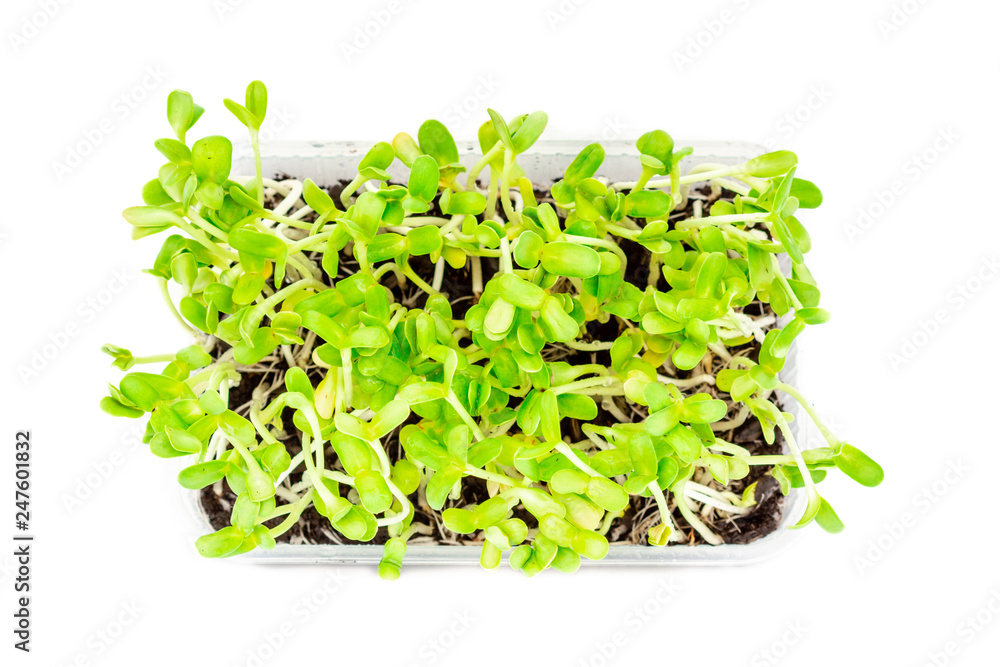 Obraz premium Sunflower seeding in a small plastic box